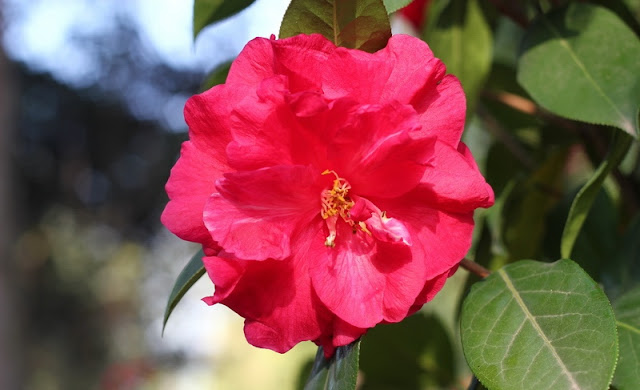 Camellia Flowers Pictures