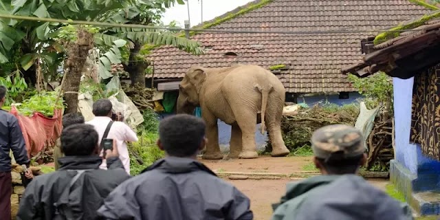  காட்டு யானை தாக்கியத்தில் கடற்படை வீரர் உயிரிழப்பு 