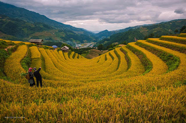 Mùa vàng trên Mù Cang Chải