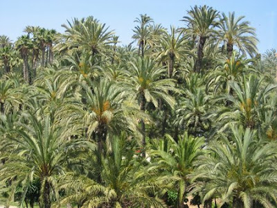 Panorámica del Palmeral de Elche