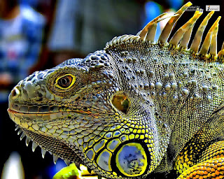 wallpaper hd dragon