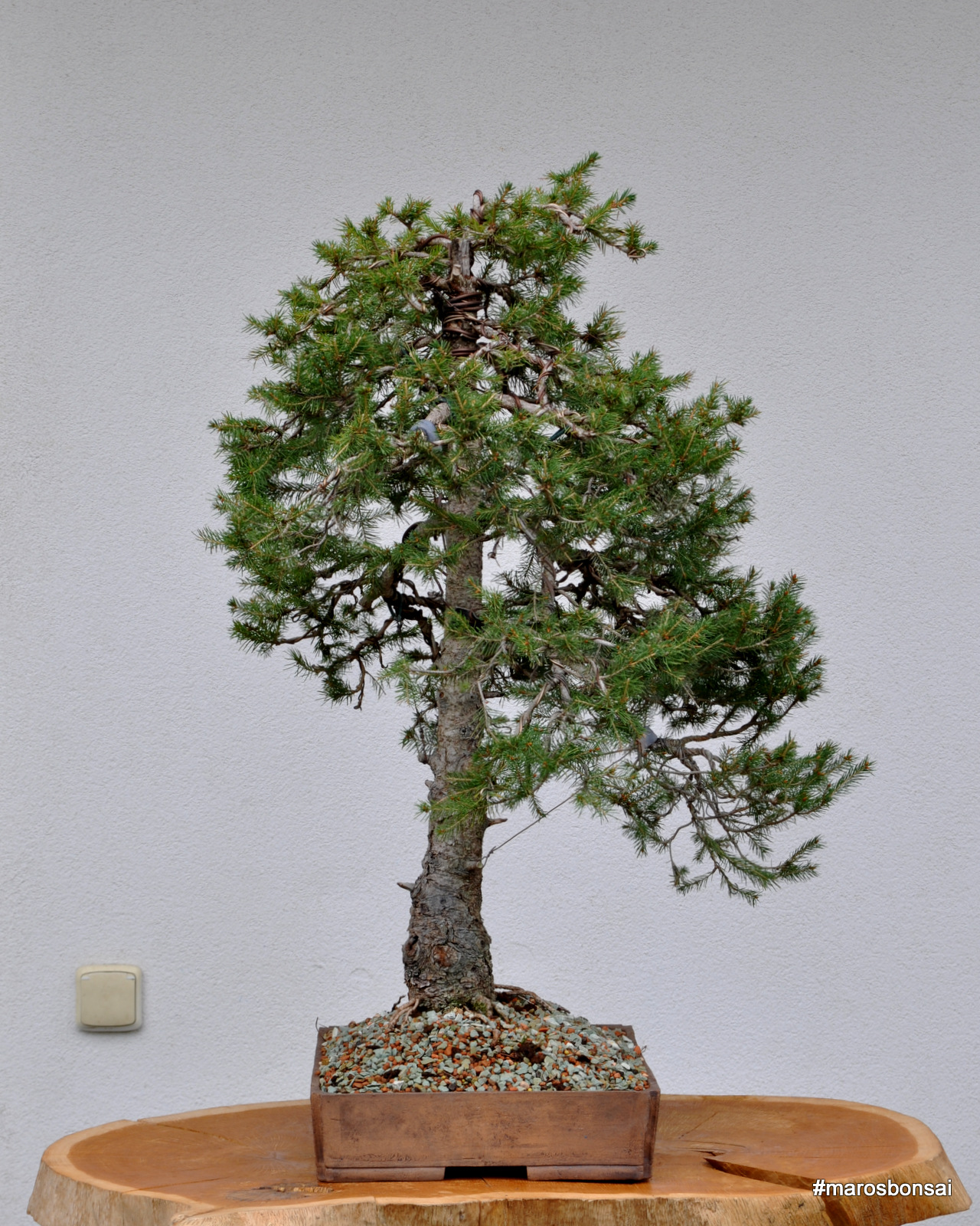 Maros Bonsai Blog: PICEA ABIES NO.2 in new pot