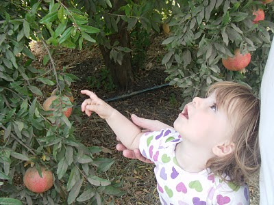 Girl with Capay Valley pomegranates