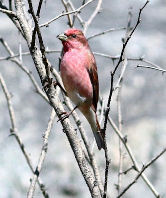 "Male Common Rosefinch (Carpodacus erythrinus) perched on a branch, displaying vibrant plumage with shades of red and pink. The small bird has a distinctive cone-shaped beak, and the background features a mix of green leaves and branches, indicating a natural habitat."