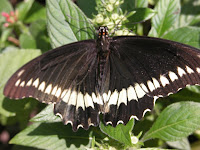 Polydamas Swallowtail