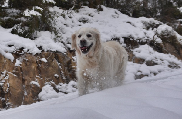 golden retriever