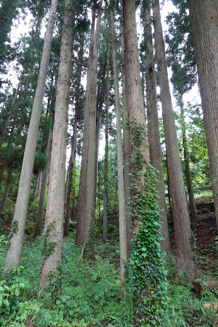 鳥取県米子市淀江町本宮