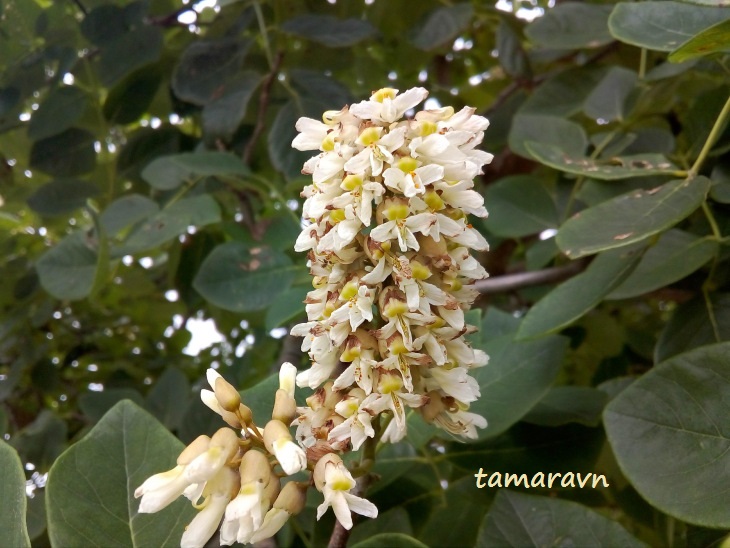 Маакия амурская (Maackia amurensis)