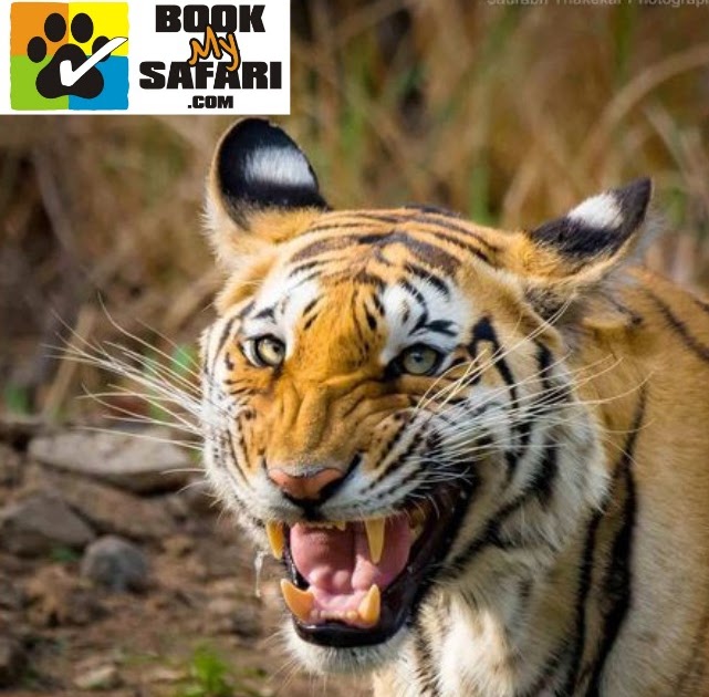 Book My Tiger Safari: Tips To Book Permits In India?