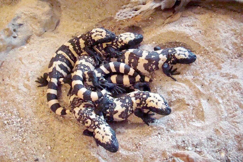 About Gila Monster, North America Native Venomous Lizard