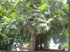 Breadfruit