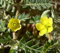 http://althox.blogspot.com/2011/05/tribulus-terrestris-arma-espinosa-land.html