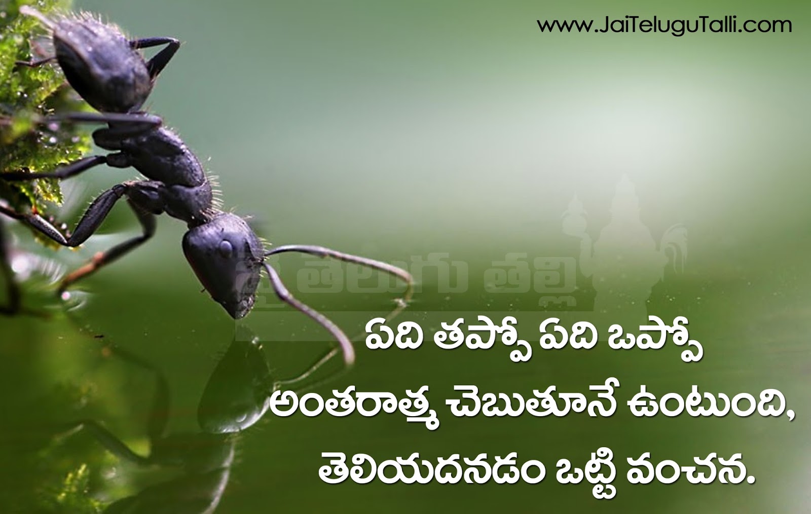 Telugu Life Inspirational Quotes With Hd Wallpapers Www