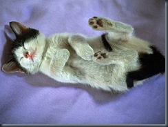 CAT_0123