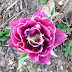 Star Wars Garden Gnome Non Your Typical Tulip (It's Similar A Dream!)