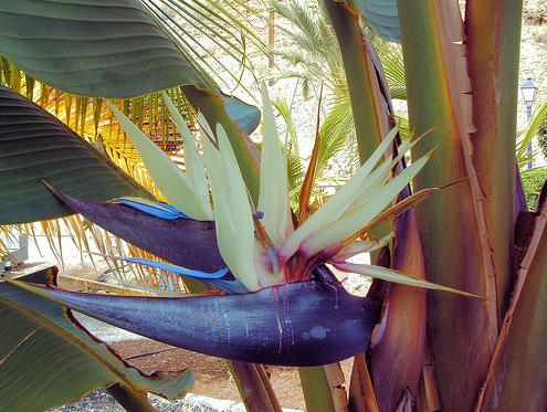 Strelitzia Bird Of Paradise