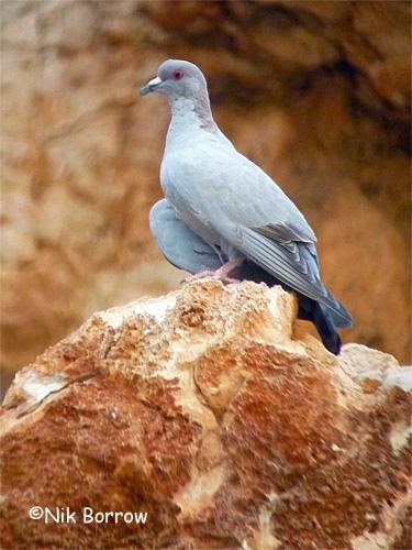 Somali pigeon Columba oliviae