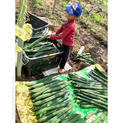 irfan hensem, irfan, tolong ayah, kerja kebun