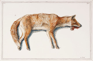 Road kill fox animal dead