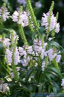 Physostégie de Virginie - Physostegia virginiana - Cataleptique de Virginie