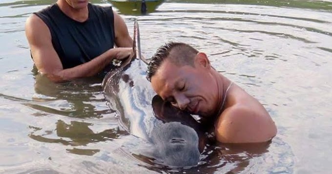 Surfers hear a crying baby whale, spend 6 hours saving her   