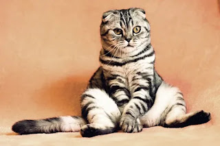 Why Cat is Vomiting