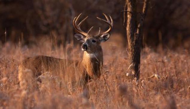 Deer Can Give You Tuberculosis: CDC