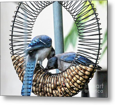 This is a screen shot of one of my images of Blue Jays which has been rendered on to metal and is available in different sizes via Fine Art America. https://fineartamerica.com/featured/blue-jays-wooing-1-patricia-youngquist.html?product=metal-print