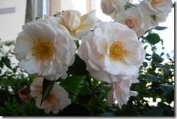 sciarpa seta rosa  -15