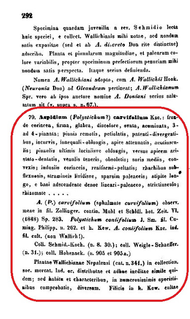 Первое описание вида, выполненное ботаником Густавом Кунце в работе "Linnaea. Ein Journal für die Botanik in ihrem ganzen Umfange" (Берлин, 1851 год, 24 (3), стр. 292-293) под названием Aspidium carvifolium