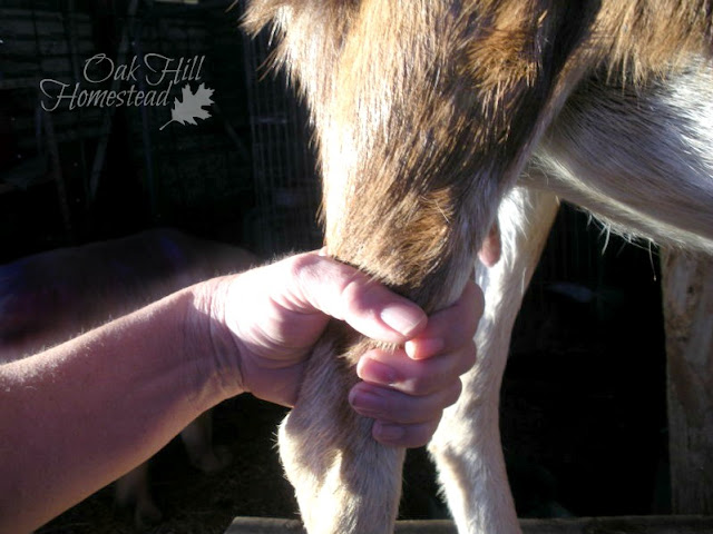 How to train your goat to be a good milker.