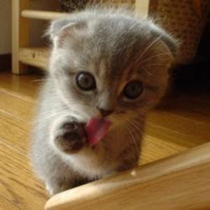 anak kucing jilat lidah