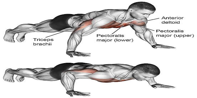 تمرين Push-Up من أفضل تمارين الصدر في الجيم