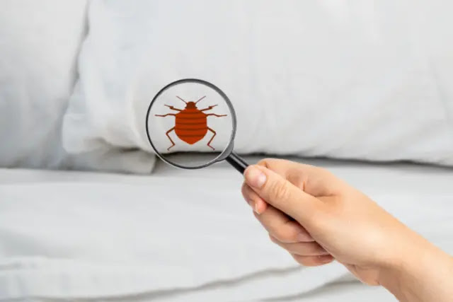 the-signs-of -bed-bugs-in-pillows