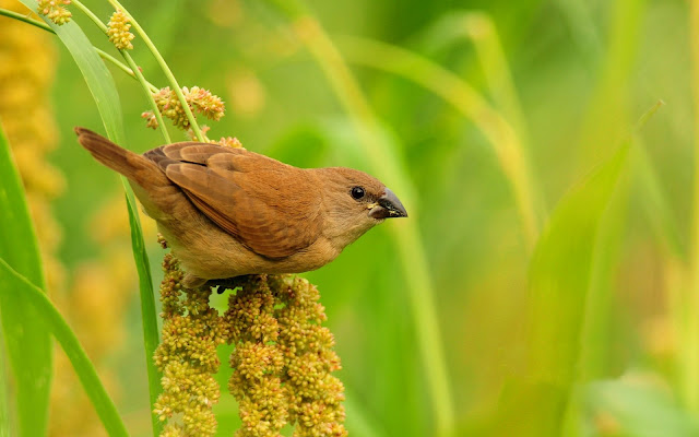 HD Brown Sparrow Wallpapers,1600 x 1000 resolution wallpapers,beautiful sparrow sitting on wood green grass wallpapers,free wallpapers,hd wallpapers,3d wallpapers,computer wallpapers,desktop wallpapers,window wallpapers,hq wallppaers,wide screen wallpapers,amazing wallpapers,best wallpapers,free download wallpapers