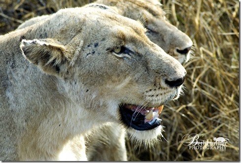 cr-lioness-portrait-wb-454