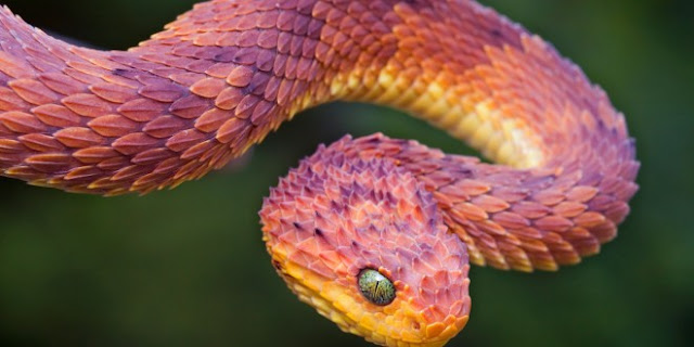  Ular merupakan reptil merayap yang paling sukses berkembang didunia Bagaimana Menolong Orang Terkena Gigitan Ular?