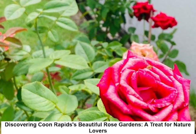 Discovering Coon Rapids's Beautiful Rose Gardens: A Treat for Nature Lovers