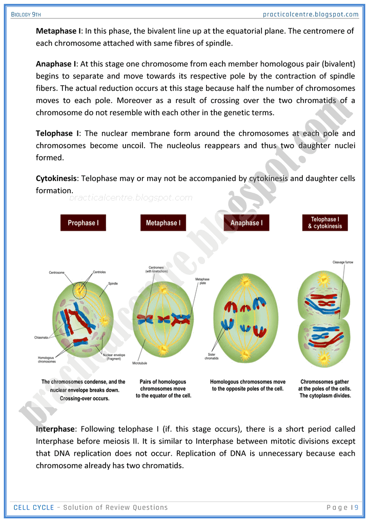 cell-cycle-review-question-answers-biology-9th-notes