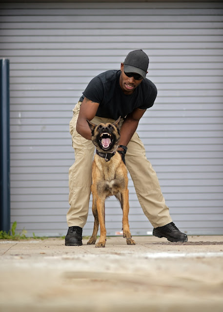  Police K9 and Dog Training Branding Sessions | Maddox & Co. Working Dog Photographer 