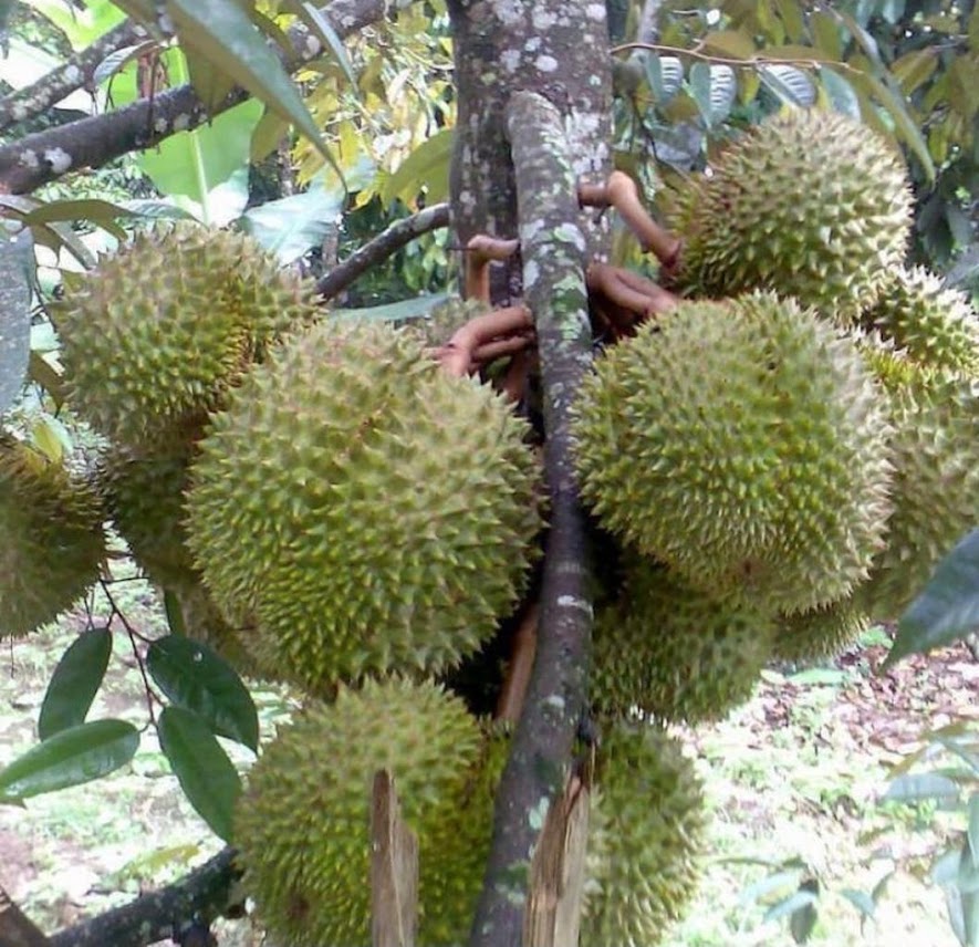 Durian Musangking Kalimantan Timur