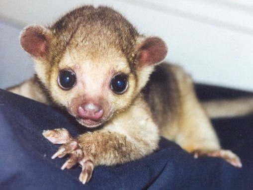 exotic animals