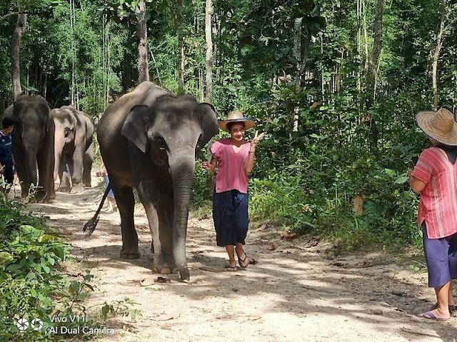 mae rim elephant home, maerim elephant home, mae rim elephant camp, maerim elephant camp, maerim elephant chiang mai, mae rim elephant chiang mai