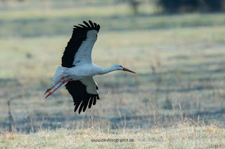 Wildlifefotografie Weißstorch Lippeaue Olaf Kerber