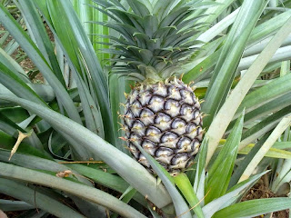 Health Benefits of Pineapple Fruit (Ananas comosus) For Beauty and Body