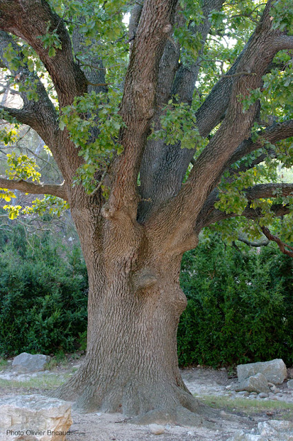 Arbre remarquable Provence, Vaucluse, chêne