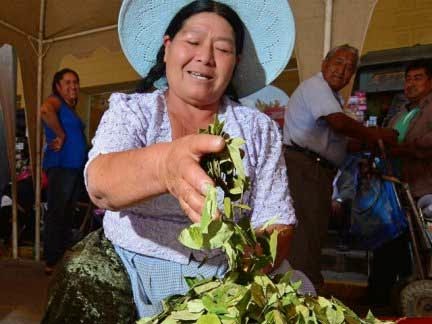Bolivia tendrá una nueva ley antidroga y aumentará los cultivos de coca