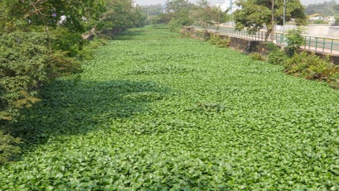 ಆಫ್ರಿಕನ್ ಪಾಚಿಯಿಂದ ಡೀಸೆಲ್: ಪ್ರಯೋಗ ಯಶಸ್ವಿ