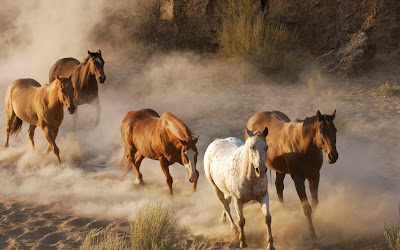 Brown Running Horse Wallpaper