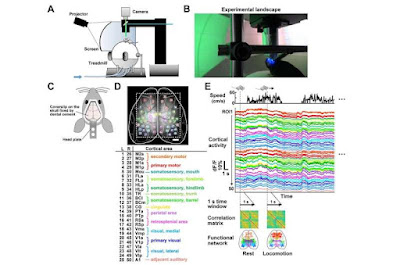 Using virtual reality to view the autism neural network